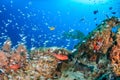 Glassfish swarm around a coral pinnacle