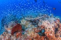 Glassfish swarm around a coral pinnacle