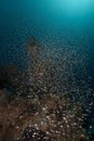 Glassfish and tropical reef in the Red Sea.