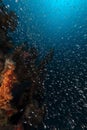 Glassfish and tropical reef in the Red Sea.