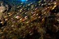 Glassfishes Royalty Free Stock Photo