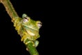 Glassfrog Sachatamia albomaculata rainforest jungle Royalty Free Stock Photo