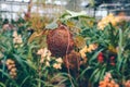 Glasshouse with plants. Selective focus on tropical hanged green plants. Colourful orchids collection on background.