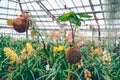 Glasshouse with tropical plants and flowering orchids.