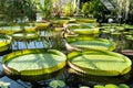 Glasshouse with tropical Victoria amazonica, giant water lily and aquatic plants. Royalty Free Stock Photo