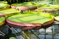 Glasshouse with tropical Victoria amazonica, giant water lily and aquatic plants. Royalty Free Stock Photo