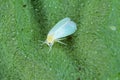 The glasshouse whitefly or greenhouse whitefly - Trialeurodes vaporariorum. It is dangerous pest of many plants. Royalty Free Stock Photo