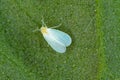 The glasshouse whitefly or greenhouse whitefly - Trialeurodes vaporariorum. It is dangerous pest of many plants. Royalty Free Stock Photo