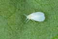 The glasshouse whitefly or greenhouse whitefly - Trialeurodes vaporariorum. It is dangerous pest of many plants. Royalty Free Stock Photo