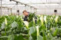 Glasshouse worker arranging pots with callas Royalty Free Stock Photo