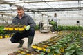 Glasshouse worker arranging pots with Helianthus Royalty Free Stock Photo