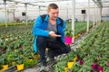 Glasshouse worker checking tomato seedlings Royalty Free Stock Photo