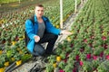 Glasshouse worker checking tomato seedlings Royalty Free Stock Photo