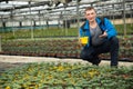 Glasshouse worker checking tomato seedlings Royalty Free Stock Photo