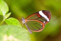 Glasswing butterfly