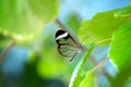 Glasswing butterfly