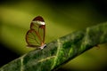 Glasswing butterfly Royalty Free Stock Photo