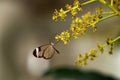 Glasswing butterfly Royalty Free Stock Photo