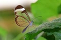 Glasswing butterfly greta oto