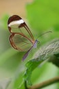 Glasswing butterfly greta oto