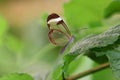 Glasswing butterfly greta oto
