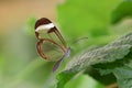 Glasswing butterfly greta oto