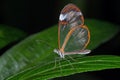 Glasswing Butterfly (greta oto)