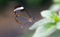 Glasswing Butterfly, Greta Oto