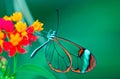 Glasswing Butterfly