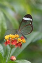 Glasswing butterflyÂ Greta oto, with transparent wings