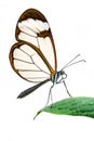 Glasswing butterfly isolated