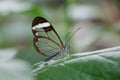 Glasswing Butterfly on a leaf