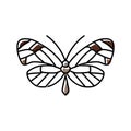 glasswing butterfly spring color icon vector illustration