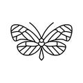 glasswing butterfly spring line icon vector illustration