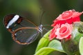 Glasswing (Greta oto) butterfly Royalty Free Stock Photo