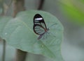 A glasswing neotropical butterfly