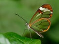 Glasswinged butterfly