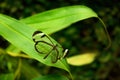 Glasswinged Butterfly Greta oto