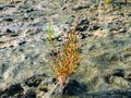 Glasswort or marsh samphire plant, Salicornia europaea, growing Royalty Free Stock Photo