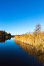 Glassy lake with reedbed in the autumn Royalty Free Stock Photo