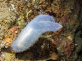 Glassy Tunicate Ascidia paratropa Royalty Free Stock Photo