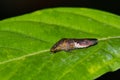 Glassy-Winged Sharpshooter Homalodisca vitripennis on a Crepe Myrtle leaf.