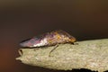 Glassy-Winged Sharpshooter (Homalodisca vitripennis) on a Crepe Myrtle tree.