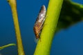 Glassy-winged sharpshooter - Homalodisca vitripennis Ã¢â¬â formerly H. coagulata