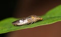 Glassy-Winged Sharpshooter (Homalodisca vitripennis) ventral view on a Crepe Myrtle leaf.