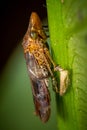 A Glassy-winged Sharpshooter resides beside her egg casing