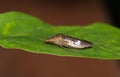 Glassy-Winged Sharpshooter (Homalodisca vitripennis) ventral view resting on a Crepe Myrtle leaf.