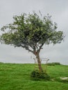 Glastonbury Thorn, England Royalty Free Stock Photo