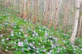 Glaucidium palmatum and White birch