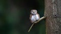 Glaucidium passerinum sits on a branch and looks at the prey Royalty Free Stock Photo